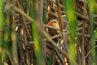 Bukacek maly 7382